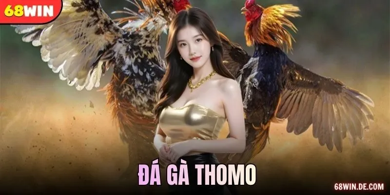 Đá Gà Thomo Cuốn Kê Thủ Vào Từng Trận Tại Trang 68WIN